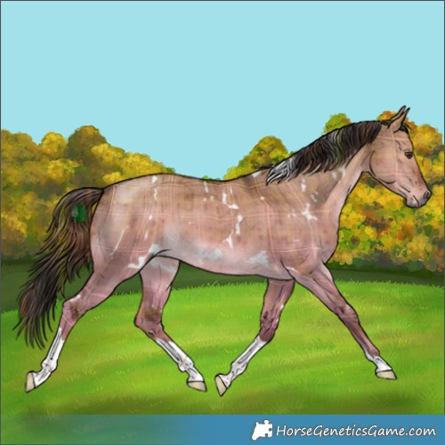 Horse Color:Plaid White Spotted Liver Red Dun Tobiano Brindle