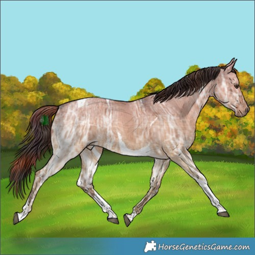 Horse Color:Plaid  Liver Red Dun Ice Tobiano Brindle 