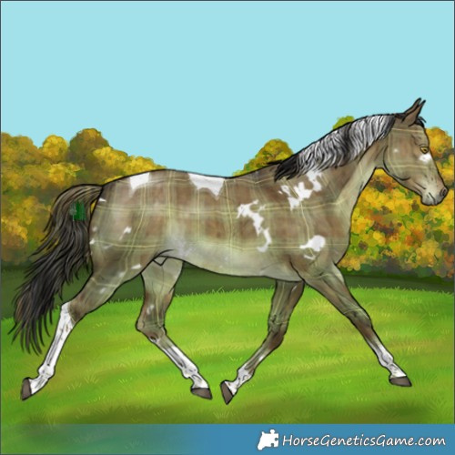 Horse Color:Plaid  White Spotted Liver Red Dun Tobiano Brindle 