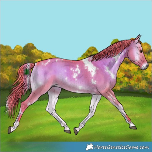 Horse Color:Watercolor White Spotted Liver Red Dun Onyx Rabicano Brindle 