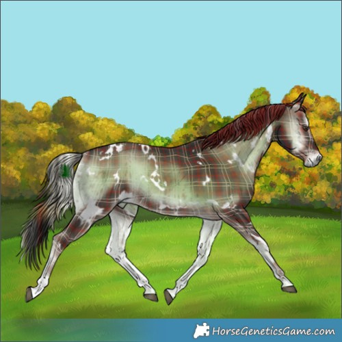 Horse Color:Plaid  White Spotted Liver Red Onyx Rabicano Brindle 