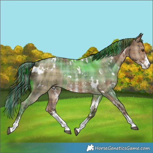 Horse Color:Painted Plaid  White Spotted Liver Red Dun Sabino Rabicano Brindle 