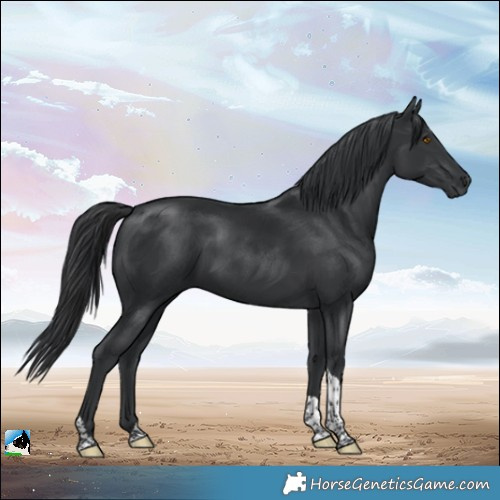 Horse Color:Platinum Black Tobiano 