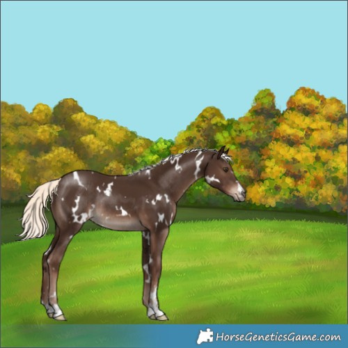 Horse Color:White Spotted Liver Chestnut Mushroom Rabicano 