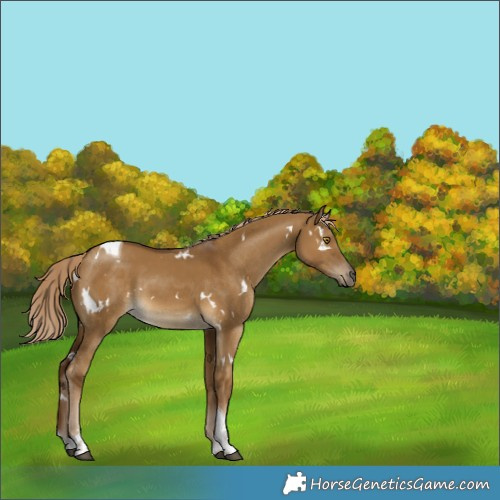 Horse Color:White Spotted Chocolate Palomino Dun Tobiano 