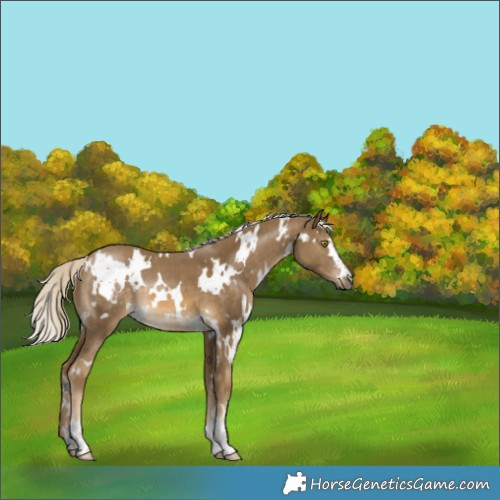 Horse Color:White Spotted Chocolate Palomino Mushroom Rabicano 