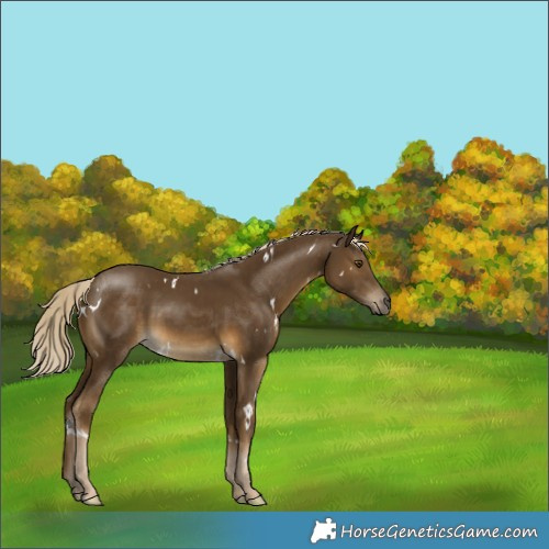 Horse Color:White Spotted Chocolate Palomino Mushroom 