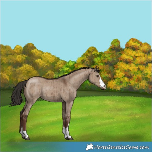 Horse Color:Liver Red Dun Rabicano Brindle 