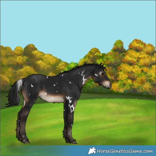 Horse Color:Gray White Spotted Brown 