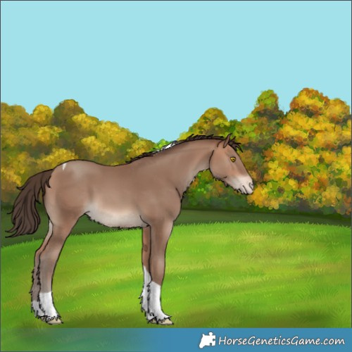 Horse Color:Sable Champagne Tobiano Appaloosa 