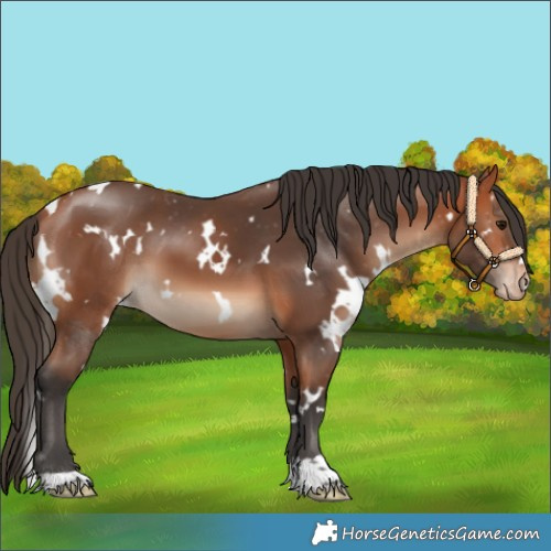 Horse Color:White Spotted Bay Blanket 