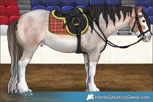 Horse Color:Bay Roan Splash Appaloosa 