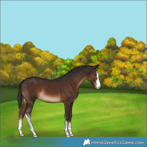 Horse Color:White Spotted Liver Chestnut 