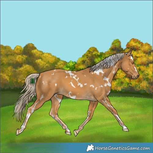 Horse Color:White Spotted Palomino