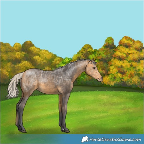 Horse Color:Unknown 