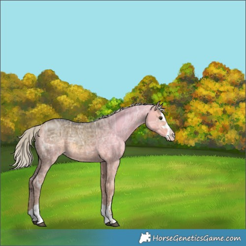 Horse Color:Unknown 