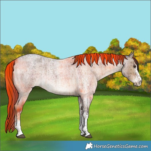Horse Color:Plaid White Spotted Liver Red Dun Roan Rabicano Brindle