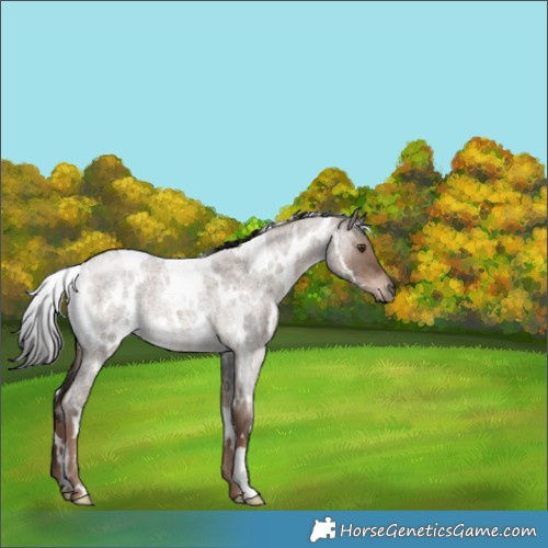 Horse Color:White Spotted Liver Red Dun Roan 