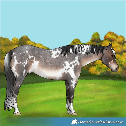 Horse Color:White Spotted Brown Roan Rabicano 
