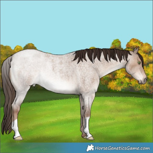 Horse Color:Liver Red Dun Roan 