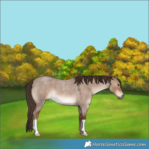Horse Color:Liver Red Dun Roan 