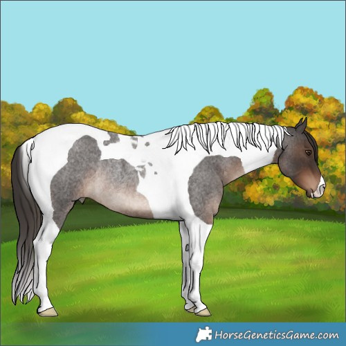 Horse Color:Liver Red Roan Tobiano Rabicano 