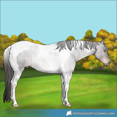 Horse Color:Liver Red Roan Tobiano Rabicano 
