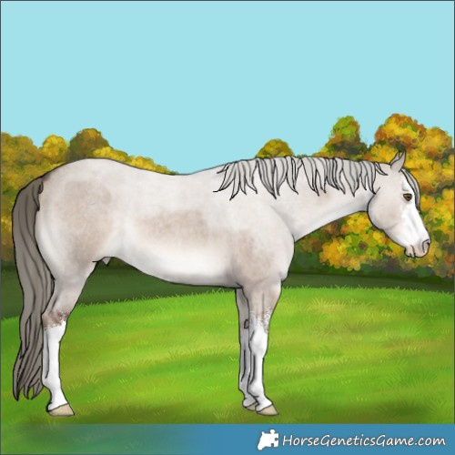 Horse Color:White Spotted Liver Red Dun Roan Mushroom 
