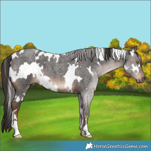 Horse Color:White Spotted Liver Red Roan 
