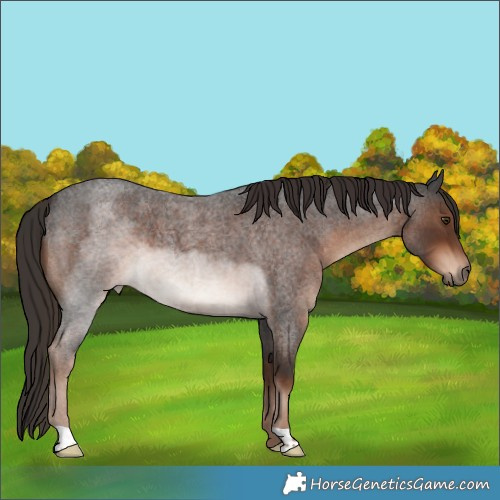 Horse Color:Liver Red Roan 