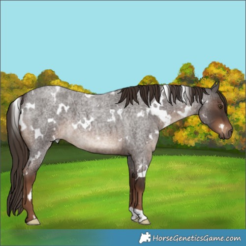 Horse Color:White Spotted Liver Red Roan 