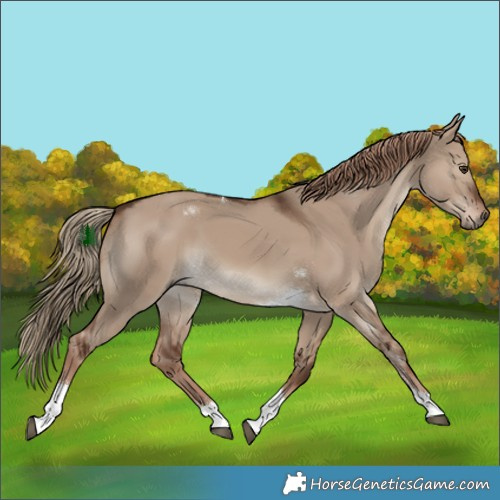Horse Color:Liver Red Dun Tobiano 