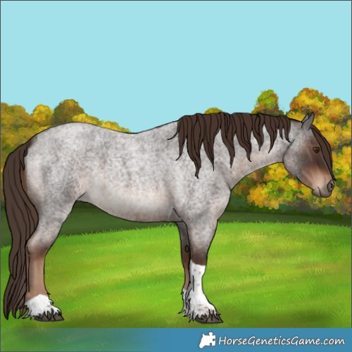 Horse Color:Liver Red Roan Tobiano 