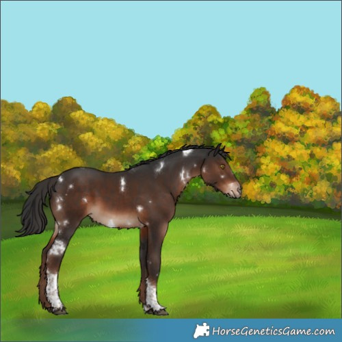 Horse Color:White Spotted Liver Chestnut Tobiano 