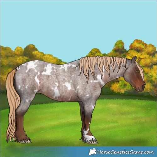 Horse Color:White Spotted Liver Red Roan