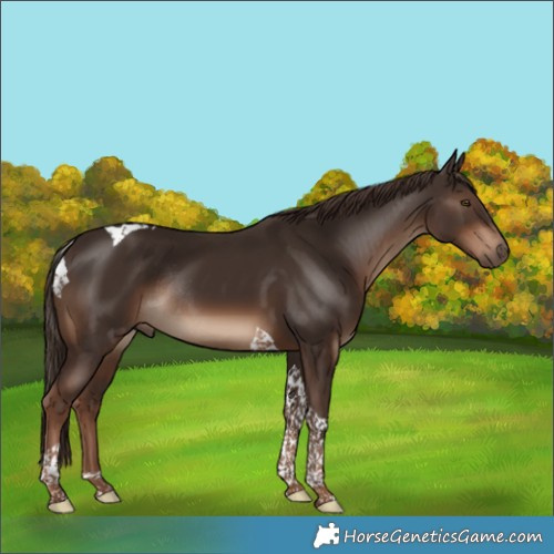Horse Color:Liver Chestnut Tobiano Rabicano