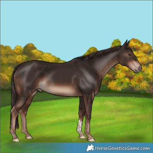 Horse Color:Liver Chestnut Tobiano Rabicano 