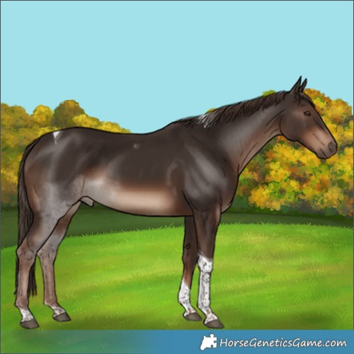 Horse Color:Liver Chestnut Tobiano Rabicano 