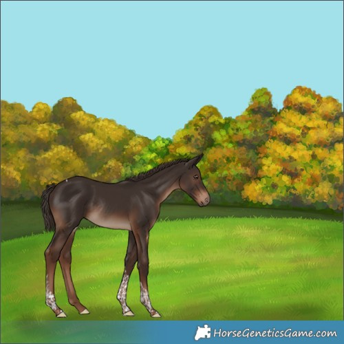 Horse Color:Liver Chestnut Tobiano Rabicano 