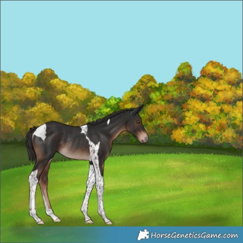 Horse Color:Liver Chestnut Tobiano Rabicano 