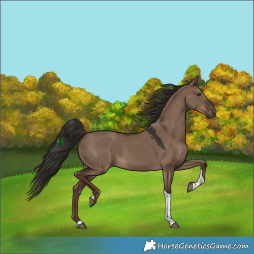 Horse Color:Liver Red Dun Tobiano 