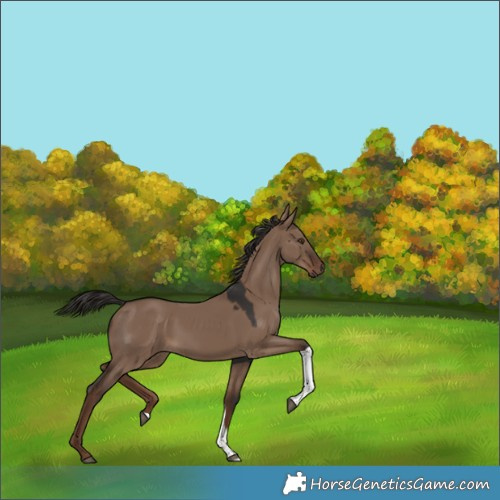 Horse Color:Liver Red Dun Tobiano 