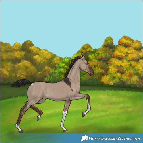 Horse Color:Liver Red Dun Tobiano 