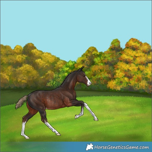 Horse Color:White Spotted Liver Chestnut Appaloosa Rabicano 