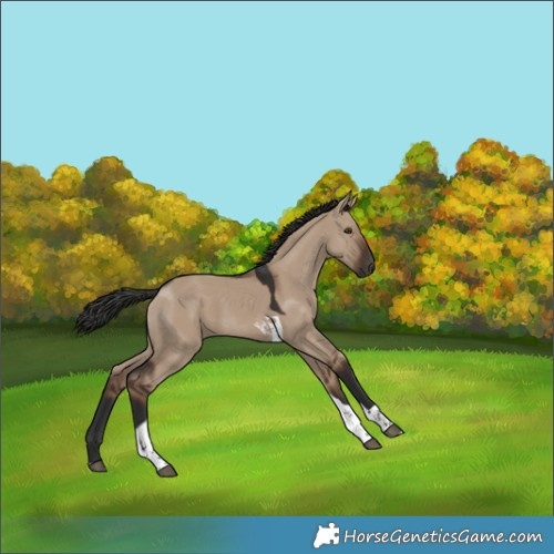 Horse Color:Liver Red Dun Tobiano 