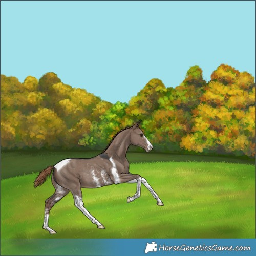 Horse Color:Liver Red Dun Sabino Tobiano Rabicano 