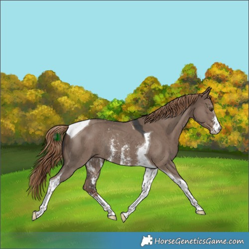 Horse Color:Liver Red Dun Sabino Tobiano Rabicano 