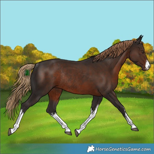 Horse Color:White Spotted Liver Chestnut Rabicano
