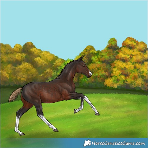 Horse Color:White Spotted Liver Chestnut Rabicano 