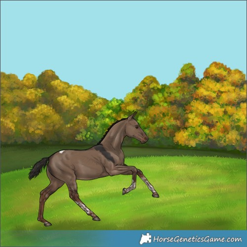 Horse Color:Liver Red Dun Tobiano 